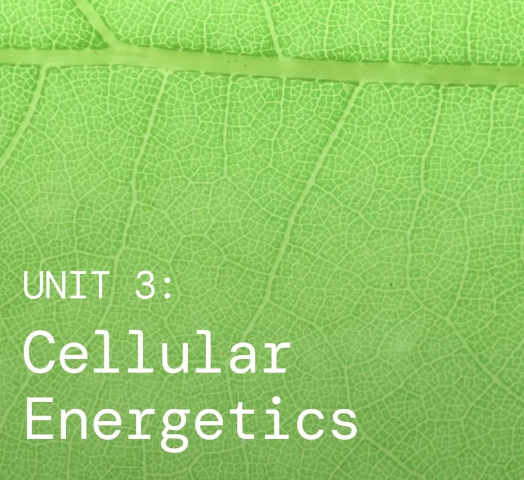 AP Biology study graphic for Unit 3: Cellular Energetics on a green leaf background